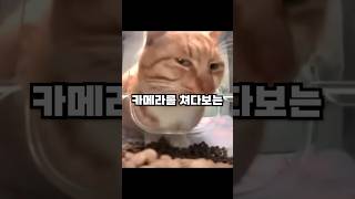 '사료먹는 고양이'들은 어쩌다가 트렌드 밈이 되었을까? #shorts #meme #mrfreshcat #catmemes