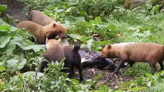 Amazing Bush Dogs Show Off Their Team Work