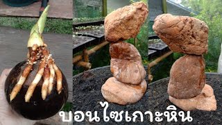 วิธีทำบอนไซมะพร้าว เกาะหิน รากคลุมกะลา