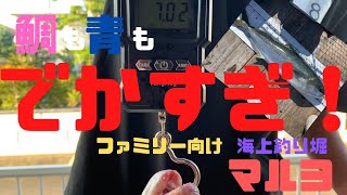 【海上釣り堀】鯛も青もデカすぎ！ファミリーにお勧めな、海上釣り堀マルヨ！前半！