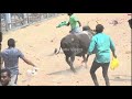 sakkudi jallikattu 2023 videos 04 சக்குடி ஜல்லிக்கட்டு 2023 videos 04