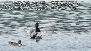 有朋自遠方來   東港溪的嬌客 紅頭潛鴨Pochard （2023 12 12）