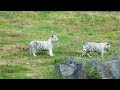 ベビトラがスゴい速さで母を追う♥️カメラで追うのも大変になった🤣伊豆アニマルキングダムの双子ホワイトタイガーの赤ちゃん