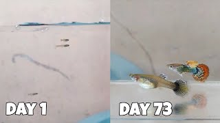 GUPPY fish GROWTH ( from Day 1 - Day 73 )