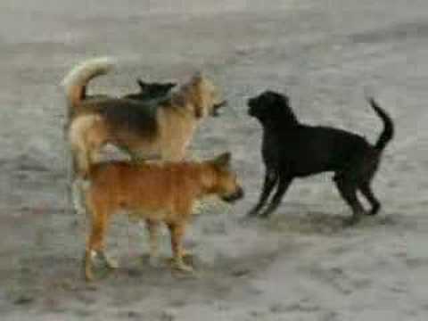 Dog Fight - YouTube