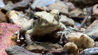 リュウキュウカジカガエル どアップでどうぞBuergeria japonica　沖縄の生き物　Frog