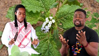 AFRICAN WISDOM:- Ancestors, Spirits \u0026 God (🌿 Heliotropium indicum)! | #Medicinal Plants Of #ghana