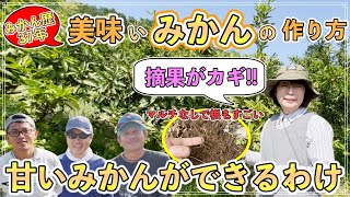 【目からウロコ】果樹歴37年の女性に教わる美味しいみかんの摘果と収穫のタイミング！！念願の冷凍みかん！むっちゃ美味しい！【長崎県みかん農家 柿本香代さん】