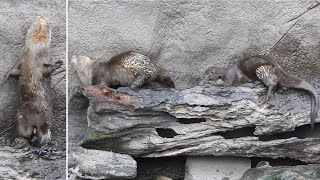 小爪水獺 洗澡 Taipei Zoo Oriental Small-Clawed Otter 2022-6-9