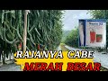 CABE MERAH BESAR SANTA32 BUAH LEBAT DAN SUBUR || HASIL PANEN DI ATAS RATA RATA #viral #rinjan