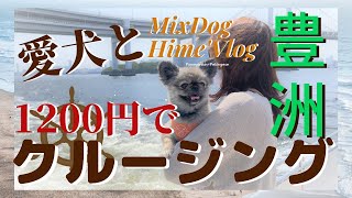 【Recommended】Cruising the sea with a dog for 1200 yen.Healing walk in Toyosu, Tokyo.