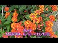 6月に咲く季節の花をいっぱい収集したので見てね