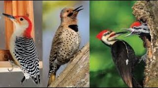 Woodpecker attack Giant Snake In Tree Amazing Video 2020/Snake Attack On Woodpecker/Animals Xtra