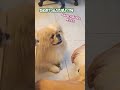 พุดดิ้งคลั่งรัก อยากมีแฟนคร๊าบ pomeranian pakkingese puppy หมา ตลก น่ารัก