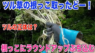 【つる草の駆除】ツル草の根っこを見つけてラウンドアップの原液をぶち込んでみました 30代米作り奮闘記#111