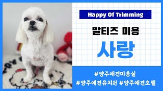 양주애견미용실 Happy Of Trimming 1센치 알머리컷 말티즈 사랑이💕