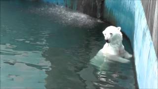 2012年7月22日　釧路市動物園　ホッキョクグマ　ユキオとツヨシ４