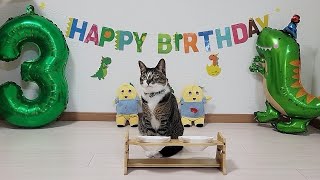 保護猫ぽちゃ3歳のお誕生日パーティー！！