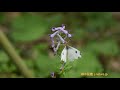 ムラサキケマンの花の蜜を吸うツマキチョウ（メス）