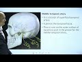 temporal bone part 1 side determination features landmarks and osteology