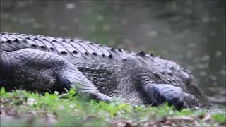 Vayamos al parque sera divertido (overlook park winter springs florida)