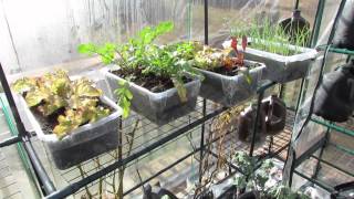 Part 5 of 5: Greenhouse Progress, Planting, Production and Picking - The Rusted Garden 2013