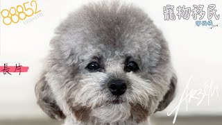 88852💃🏻 寵物移民｜香港去英國｜超長自助手續與流程分享🐩 Bringing your pet to the UK🇬🇧