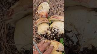Spring King Boletus Rex-veris. #boletus #shorts #nature