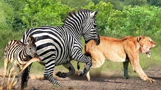 ज़ेब्रा ने शेर को काट लिया || zebra interesting facts || zebra facts ||amazing facts | zebra | facts