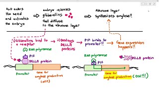 16-20 Gene Expression in Eukaryotes: Transcription Factors (Cambridge AS A Level Biology, 9700)