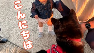 犬を怖がる女の子に、柴犬がとった優しい行動（№224）