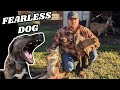 Fearless Livestock Guardian Dog Saves Baby Goats From A WILD COYOTE ATTACK!