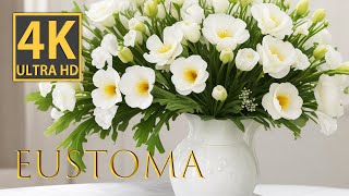 Captivating beauty of white eustoma flowers in stunning 4K video