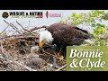 🦅 Wild Horizons Live: Bald Eagle Cam: Cardinal Land Conservancy