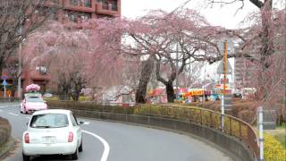 Sakurasaku New Beetle04/16_1 榴岡公園