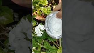 Jasmine plant growing tips#jasmineplant #mallepuvvulu #shorts#shortsviral #shortsfeed #viralshorts