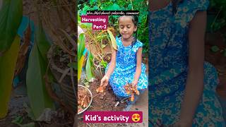 Turmeric harvesting in my kitchen garden#kid's activity 🥰😍#nature videos#trending #organic #telugu