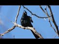 phainopepla very cool looking bird