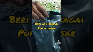 Menanam Cabe di Polybag #cabe #cabai #polybag