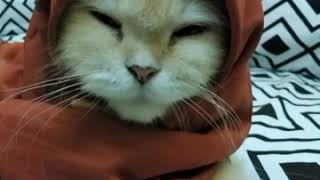 Kucing Pake kerudung