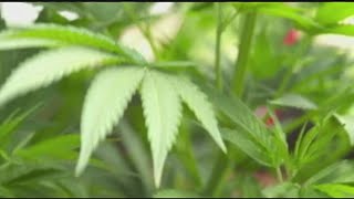 South Hadley to decide on pot shops in town Wednesday night