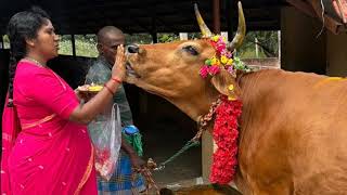 Cow Pongal 2025