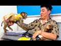 Monkey Kaka is jealous when he sees Monkey Mit being hugged by dad