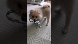 一心不乱にひとり遊びをするポメラニアンの子犬 #shorts #short 猿期