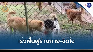 เร่งฟื้นฟูร่างกาย-จิตใจ สุนัขจากเรือน้ำมันของกลาง