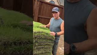 Zorro Zoysia Sod Installation in Dallas, Texas