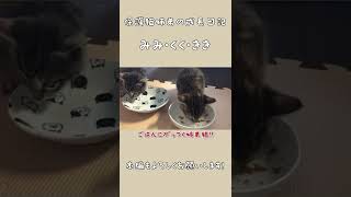 必死にごはんを食べる姉弟の子猫の姿がかわいい！ #Shorts