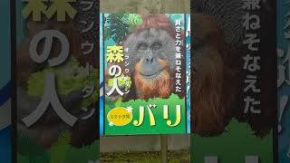 浜松市動物園の動物選挙ポスターです　【浜松市動物園】　Hamamatsu Zoo