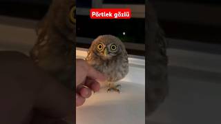 Baykuş ava gitmiş yavrusu minik yırtıcı benle eğleniy