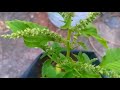 മുള്ളൻ ചീര സംരക്ഷിക്കേണ്ട സസ്യം thorny amaranthus use whole parts of the plant.